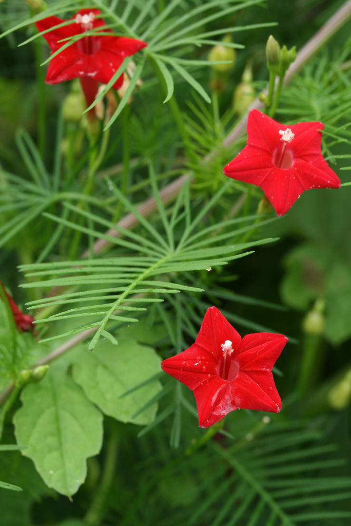Cypress vine